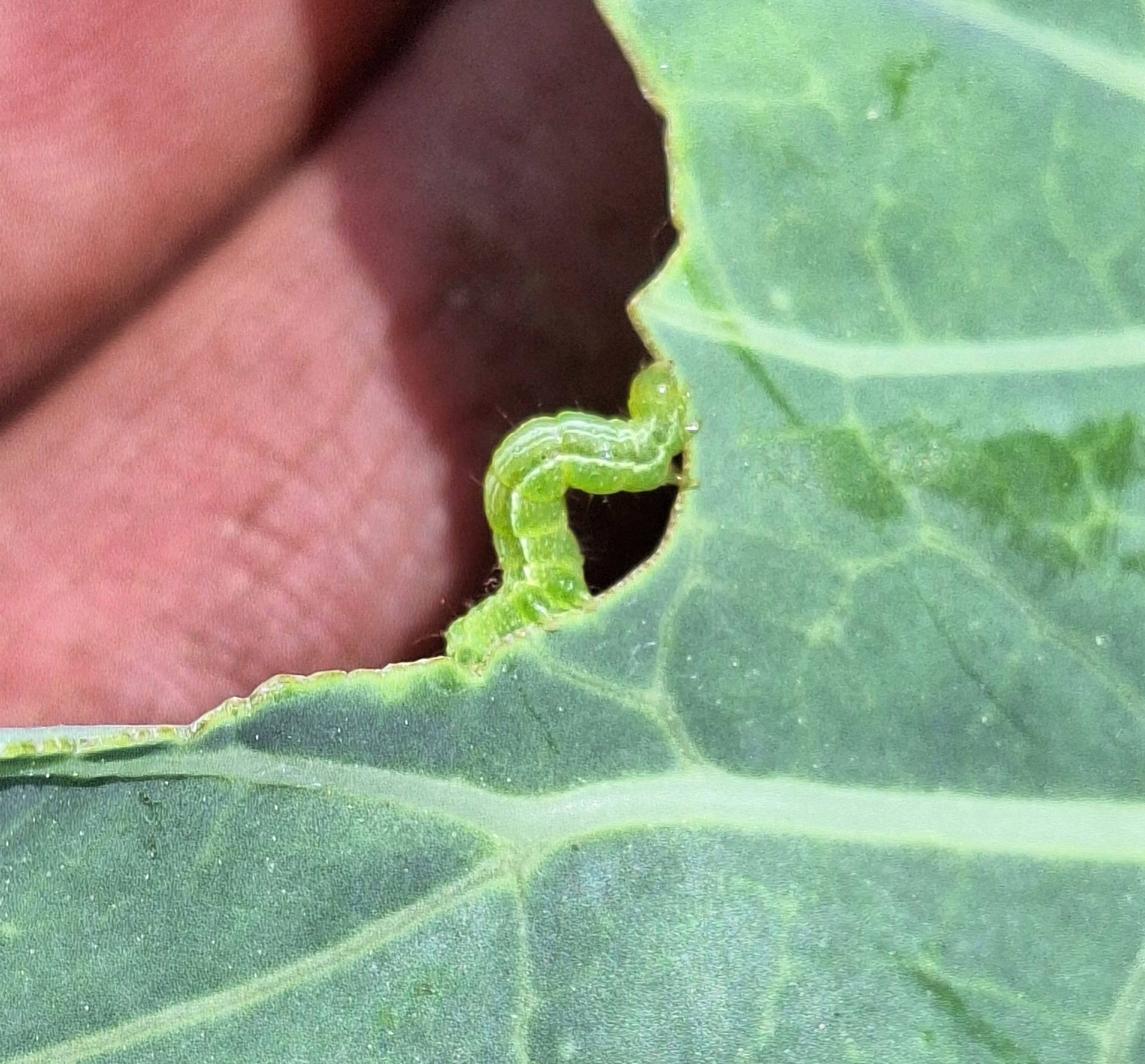 A cabbage looper larva feeding on the leaf of a crop.